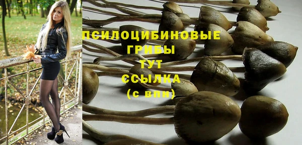 стаф Алзамай